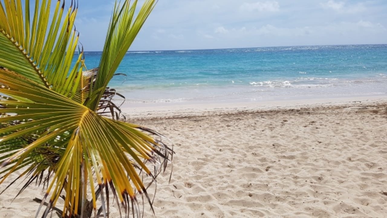 Super Strand mit Palmen Hotel Riu Palace Punta Cana