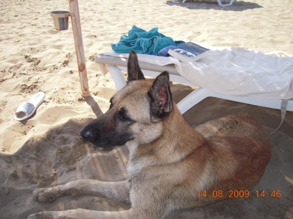 Lieber Besuch Hotel Defne Garden