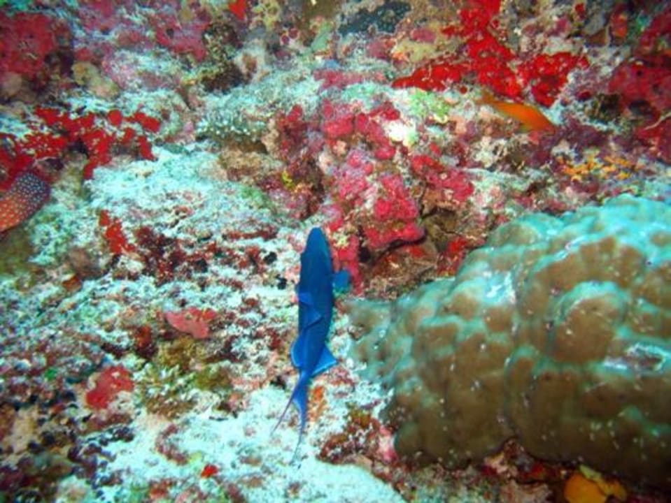 Unterwasser - Bootstauchgang NH Collection Maldives Reethi Resort