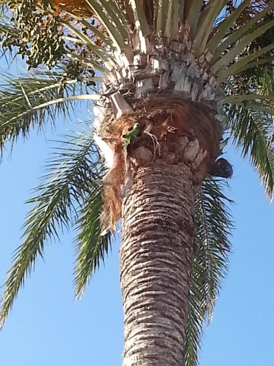 Papagei in der Palme Hotel Parque Carolina