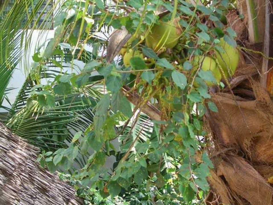 Blick aus dem Fenster Hibiskus Lodge