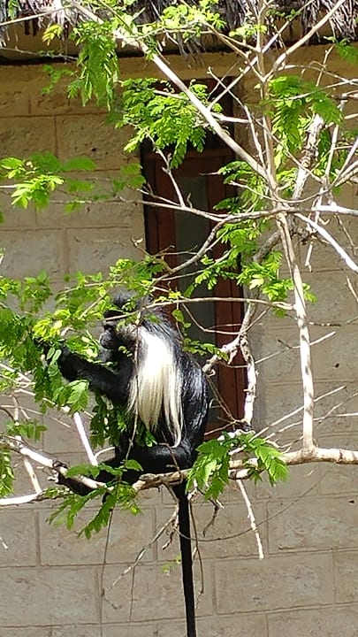 Ausblick Baobab Beach Resort & Spa