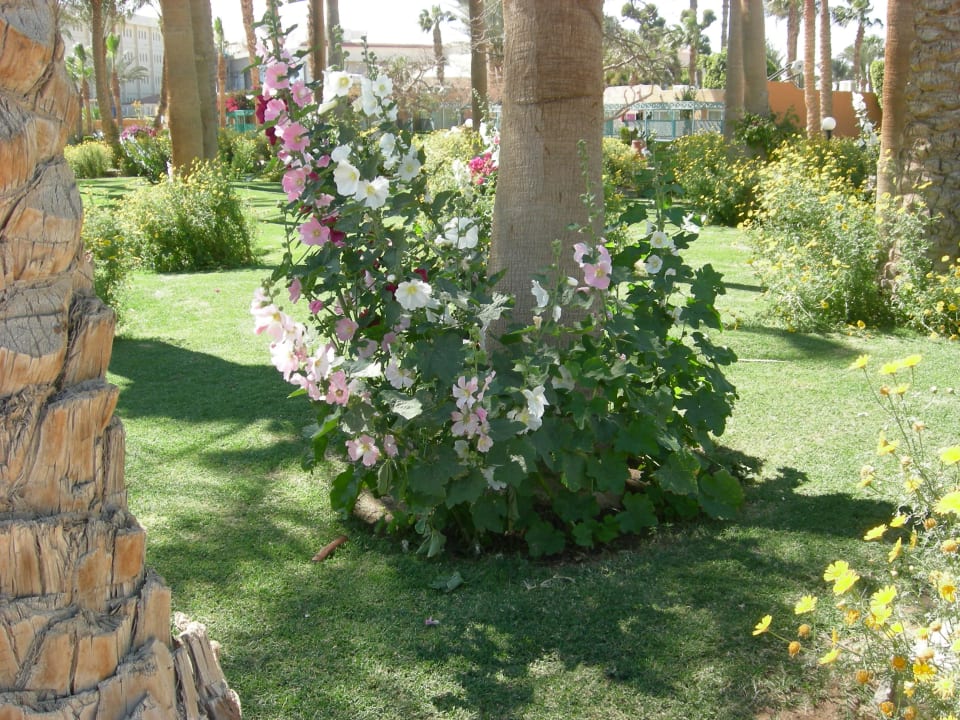 Gartenanlage Giftun Azur Resort
