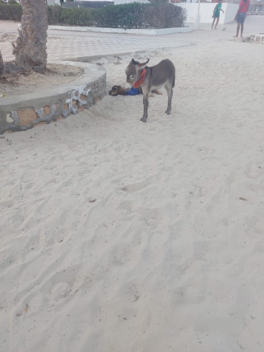 Strand Hotel El Mouradi Djerba Menzel