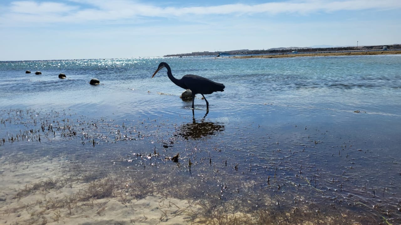 Strand Makadi Spa - Adults only