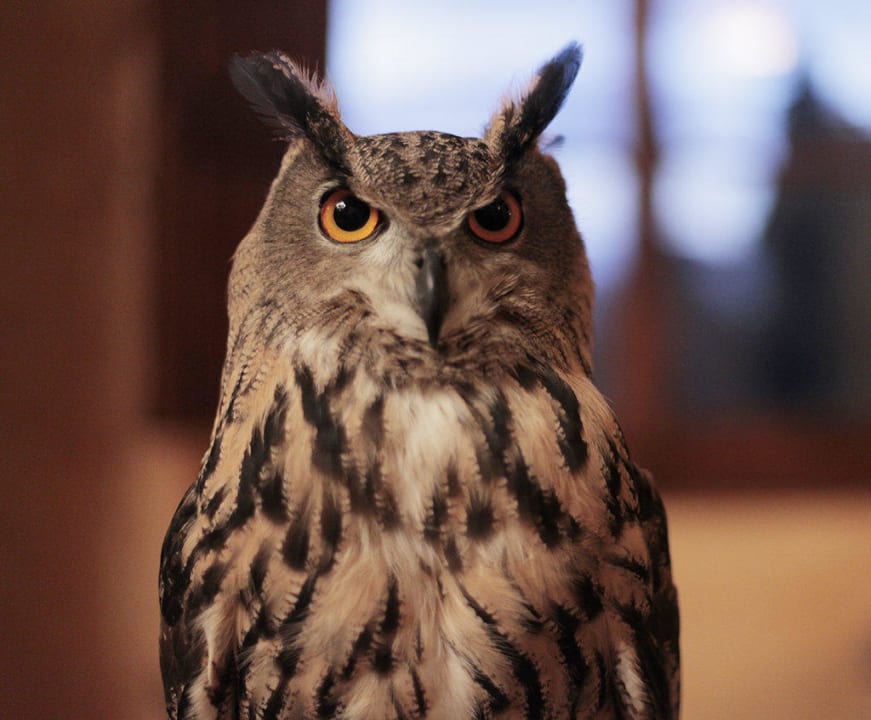 Owl guard the villa Villa Poggio Bartoli