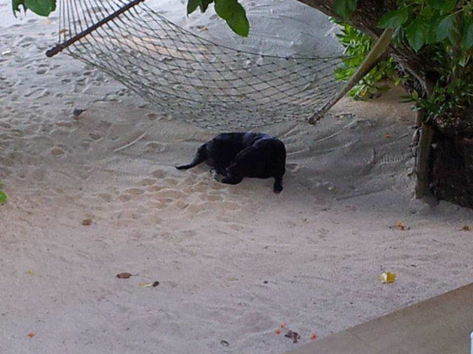 Blacky der Hotelhund Villa Dorado