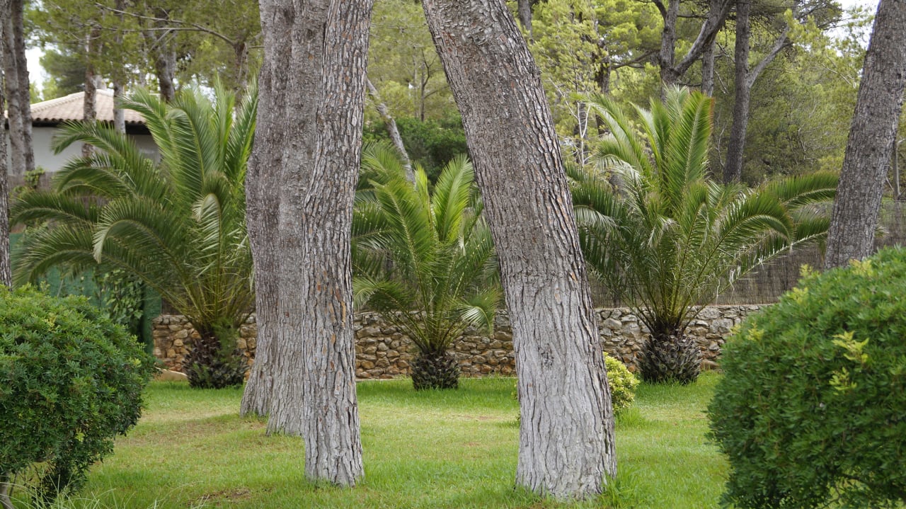 Gartenanlage Iberostar Waves Pinos Park