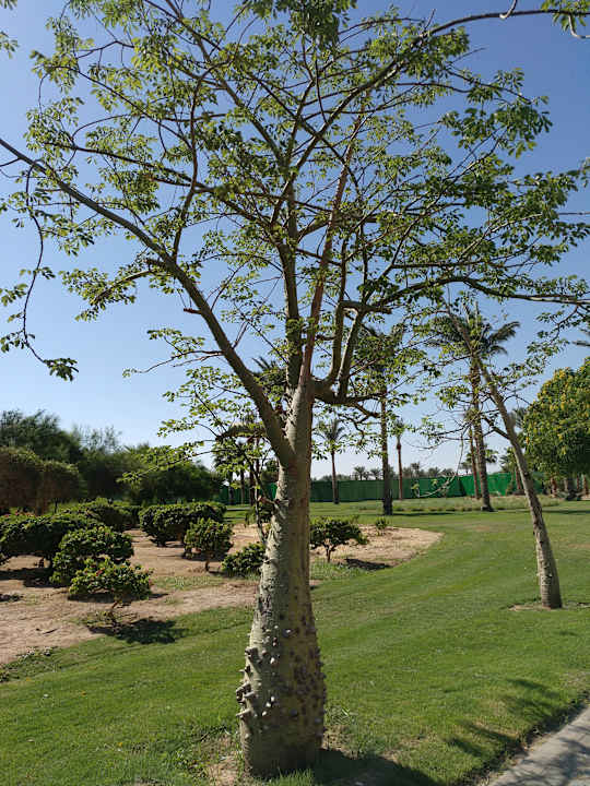 Gartenanlage Steigenberger Aqua Magic