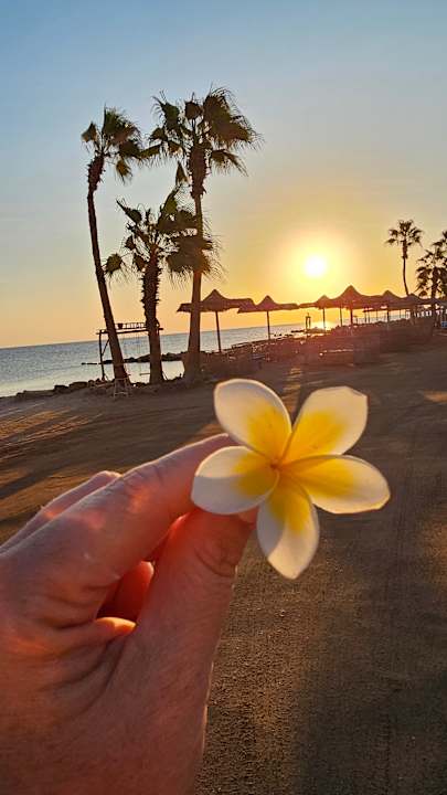 Strand Pickalbatros Citadel Resort