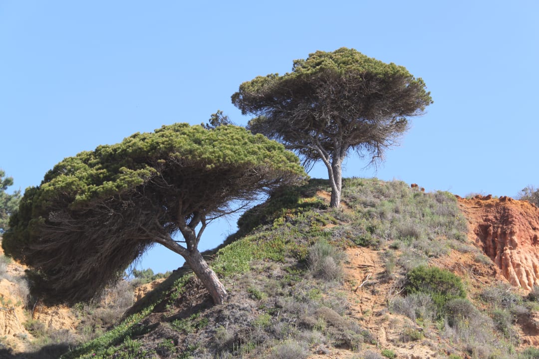 Ausblick PortoBay Falésia