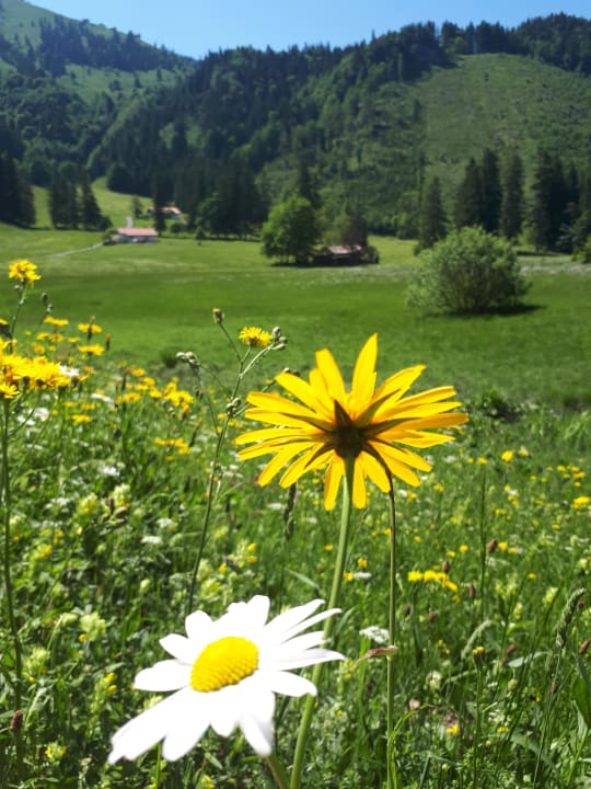 Sonstiges Ferienwohnungen Estermannhof
