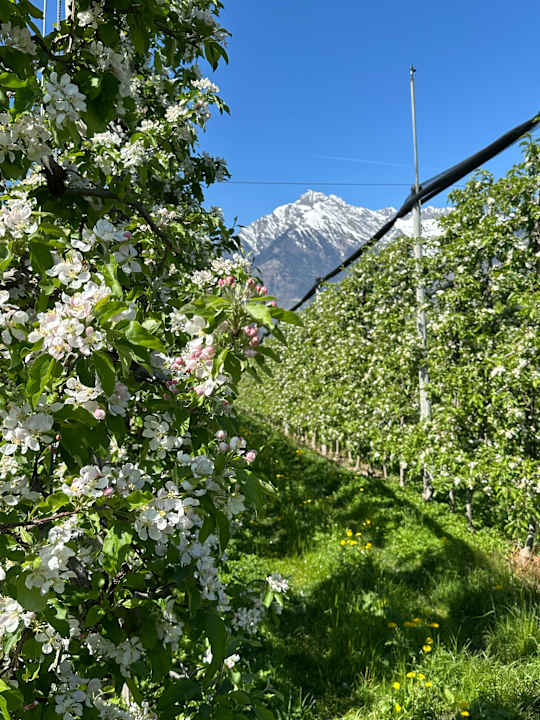 Gartenanlage Ferienwohnung Schnitzer