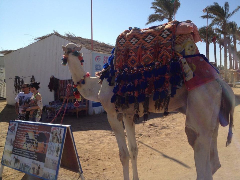 Kamel Pickalbatros Dana Beach Resort - Hurghada