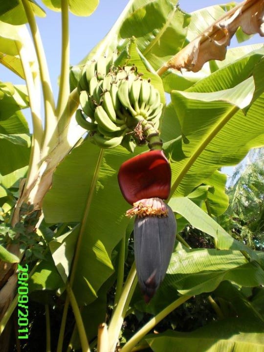 Bananenstaude Trendy Palm Beach (Adults Only, 16+)