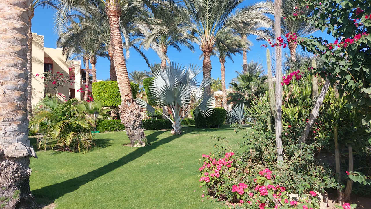 Gartenanlage Steigenberger Coraya Beach - Adults only