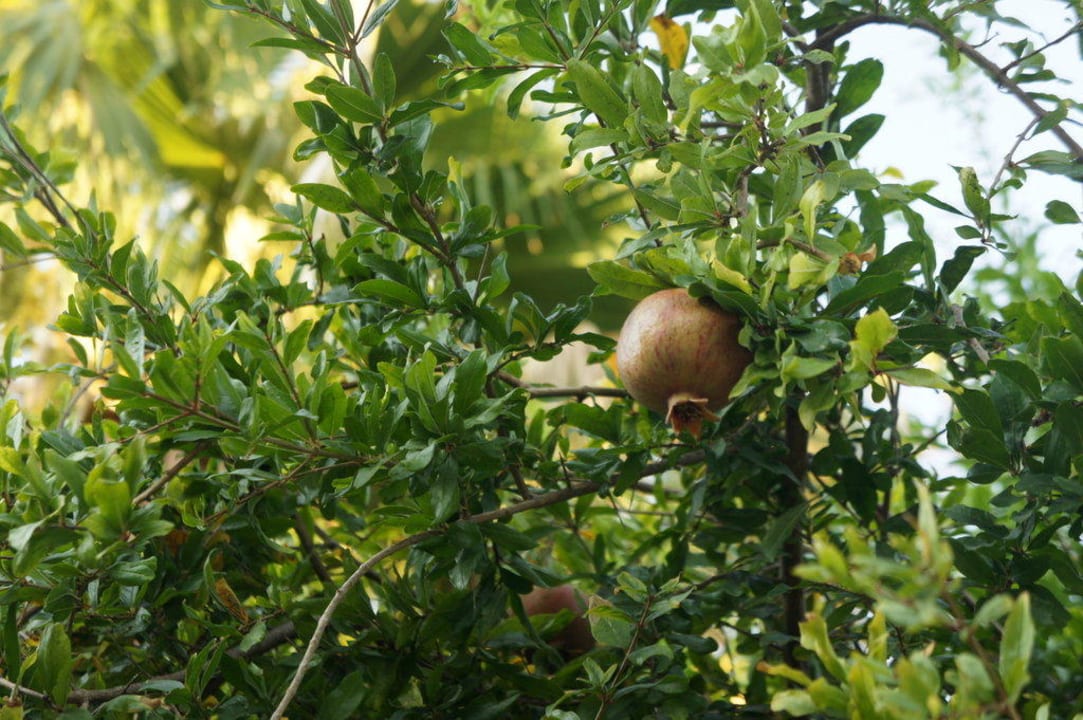 Granaty na drzewach  AQI Pegasos World