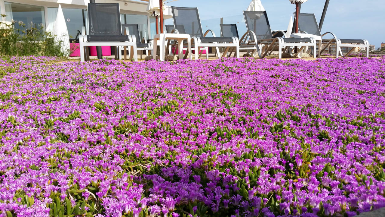 Gepflegte Ausßenanlagen Universal Hotel Cabo Blanco - Adults Only