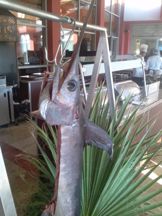 Lecker ........................................... Royal Atlantis Beach Hotel