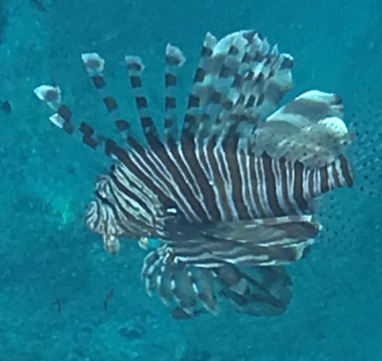 Strand Marina Resort Port Ghalib, a member of Radisson Individuals