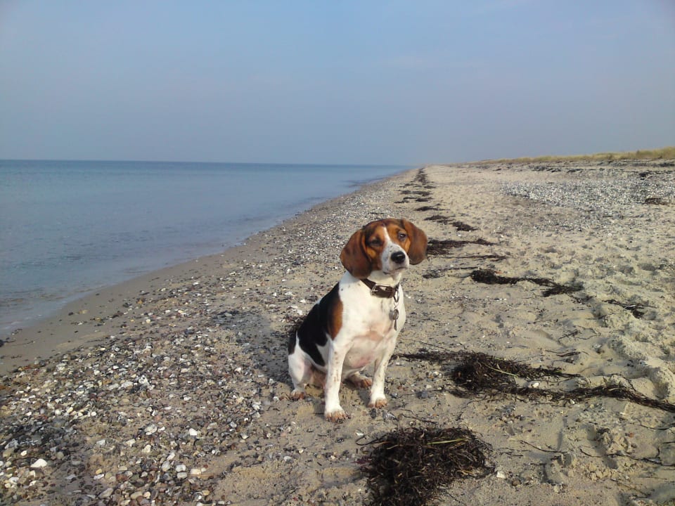 Urlaub mit dem Hund, auch in unseren Ferienhäusern Ferienhäuser Bauernhof Haltermann Landurlaub mit Stil
