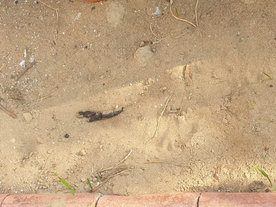 Gartenanlage Cinar Family Suite Hotel