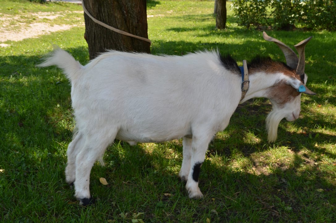Animals Bauernhof Kerndlerhof