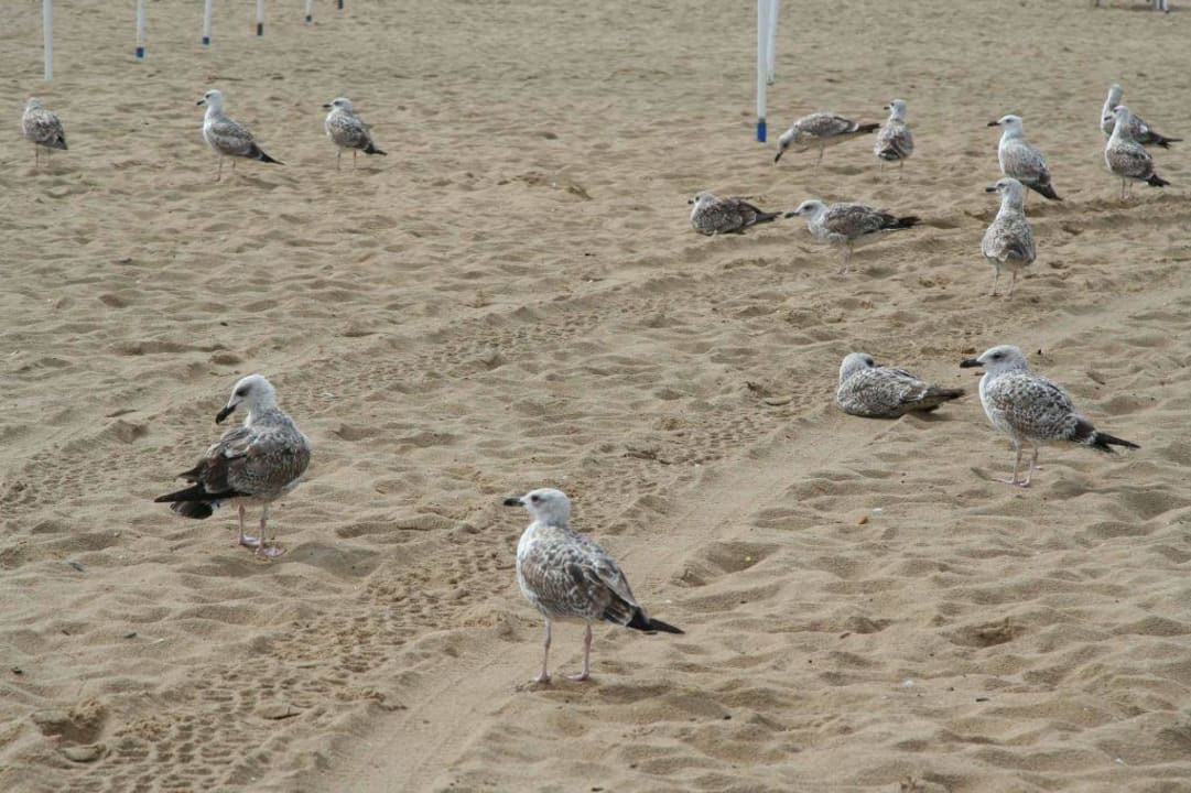 Aschenbecher... Meliá Sunny Beach