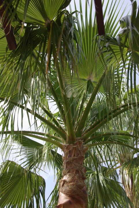 Palmenlandschaft Saphir Resort & Spa