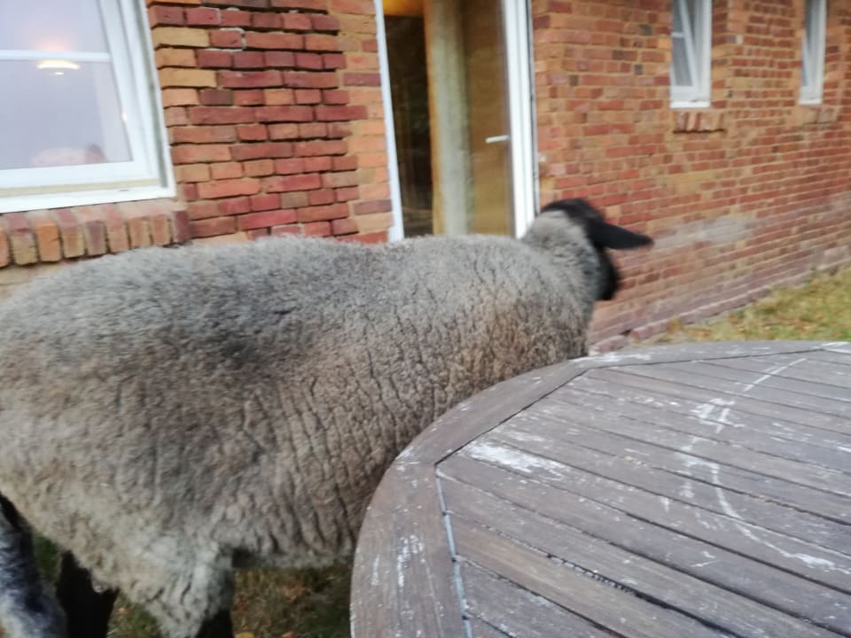 Gartenanlage Apartment Hockmannshof