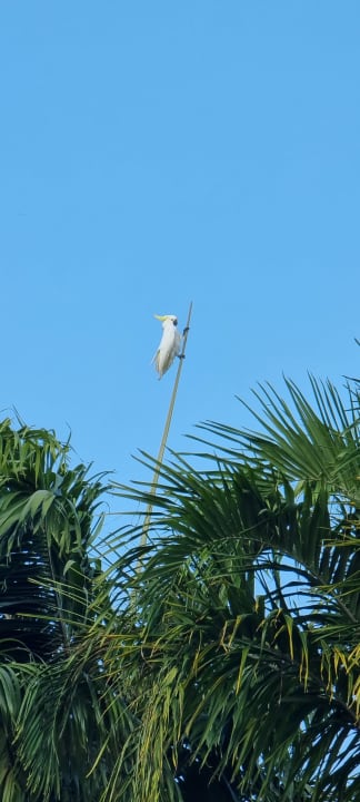 Sonstiges Port Douglas Motel