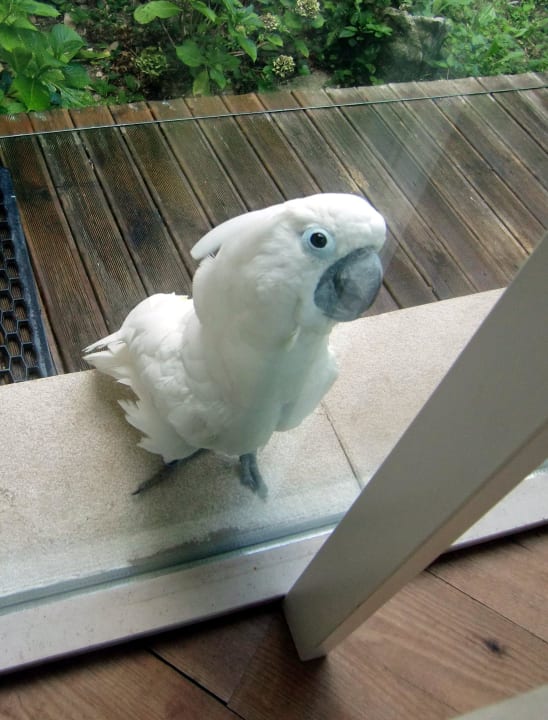 Papagei vor dem Wintergarten Hotel Quinta Das Murtas