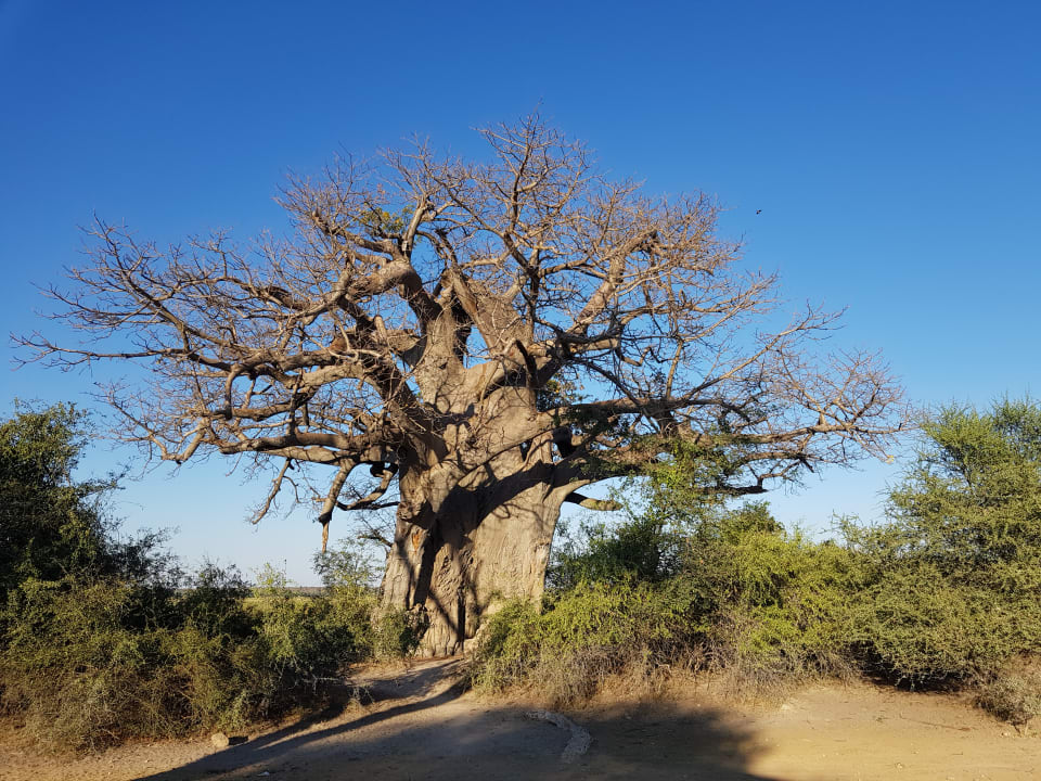Sport & Freizeit Hotel Ndhovu Safari Lodge