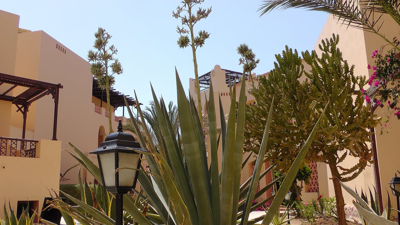 Bild Steigenberger Coraya Beach - Adults only