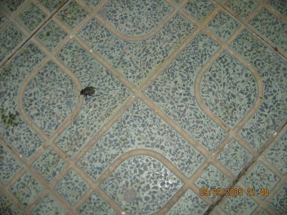 ekeliger Käfer Hotel Neptunia Skanes