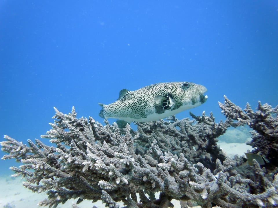 Igelfisch Lahami Bay Beach Resort