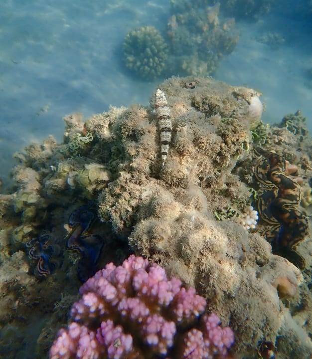 Strand Steigenberger Coraya Beach - Adults only