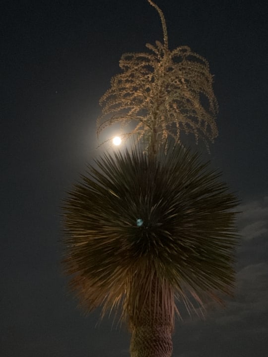 Gartenanlage Atlantica Mikri Poli Rhodes