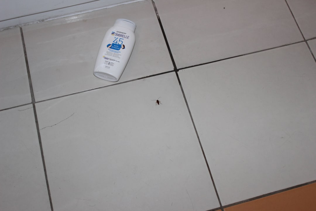 Cockroach in room Memories Flamenco Beach Resort