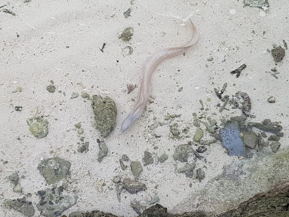 Sport & Freizeit Adaaran Select Hudhuran Fushi - Premium All Inclusive