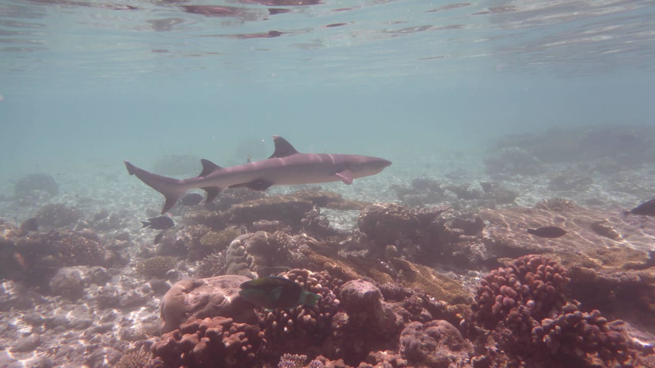 Größerer Hai Biyadhoo Island Resort