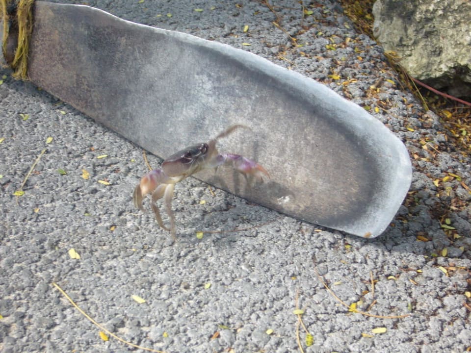 Krabbe Grand Palladium Punta Cana Resort & Spa