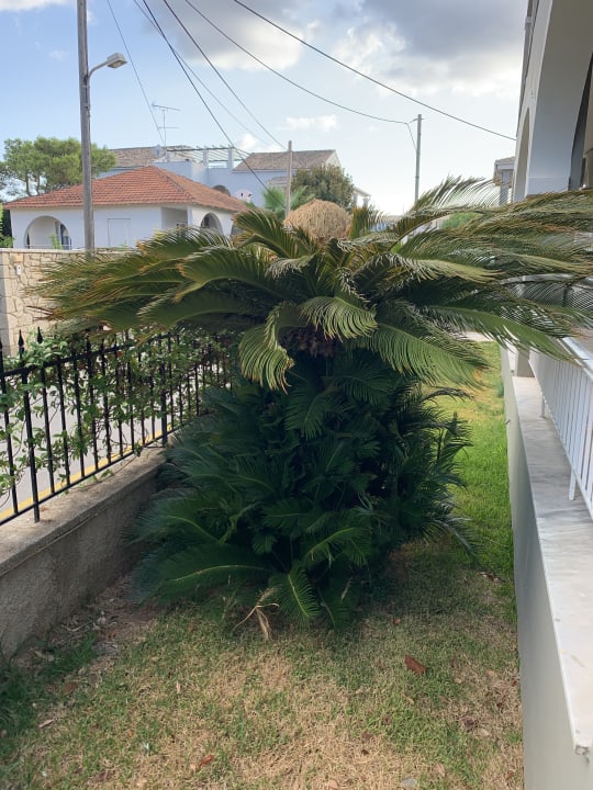 Gartenanlage Acharavi Beach Hotel