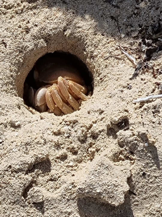 Strand Hotel Gorgonia Beach Resort