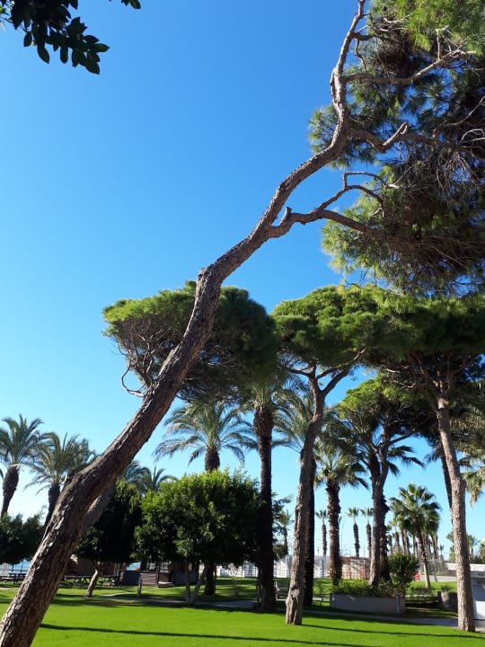 Gartenanlage Papillon Ayscha