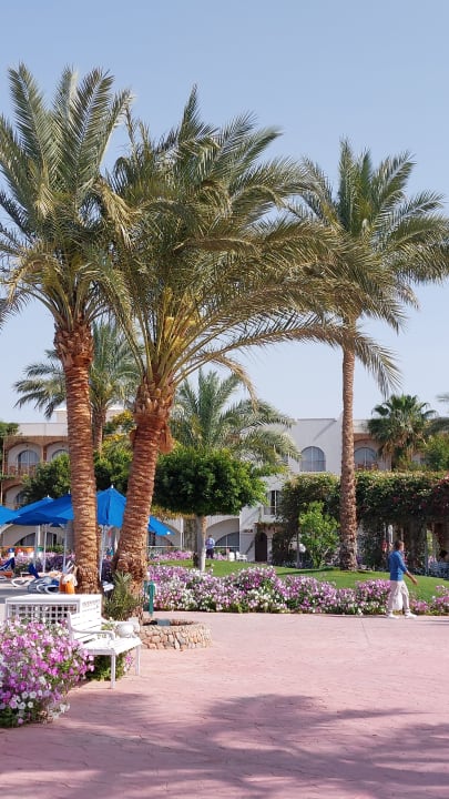 Gartenanlage Desert Rose