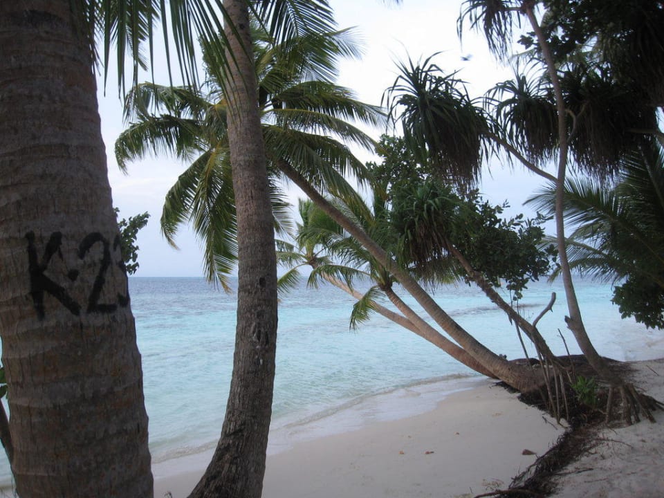 Palmen ohne Ende Vilamendhoo Island Resort & Spa