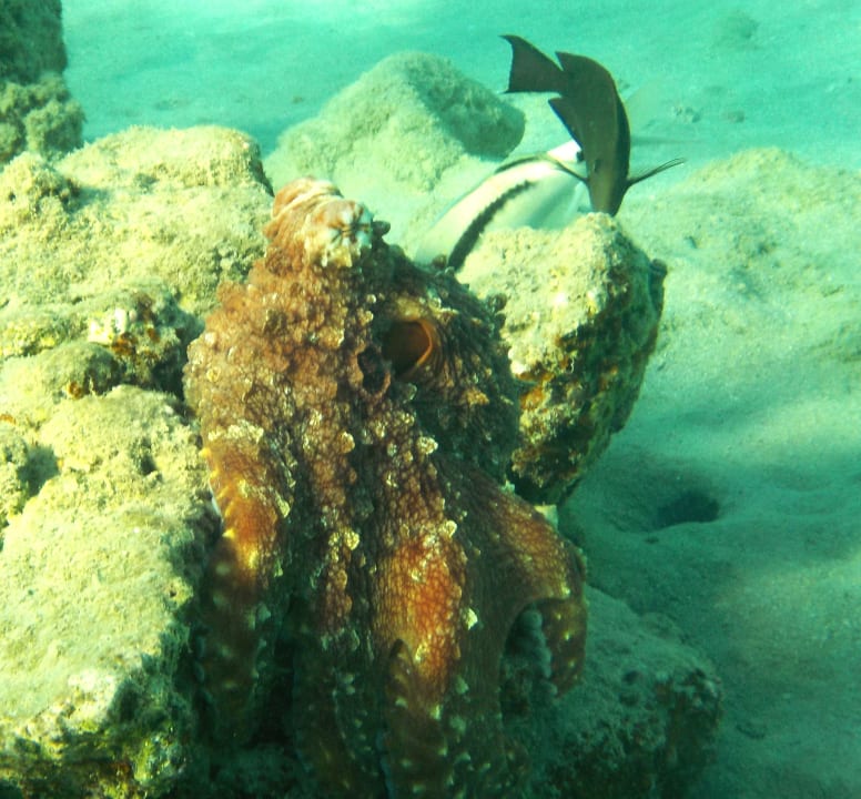 Strand Beach Safari Nubian Resort