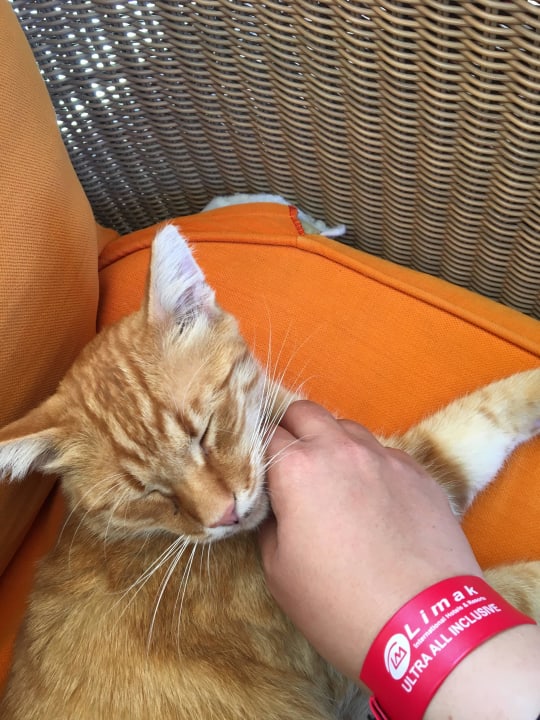 Sogar ein Katzenhaus vorhanden  Limak Limra Hotel & Resort