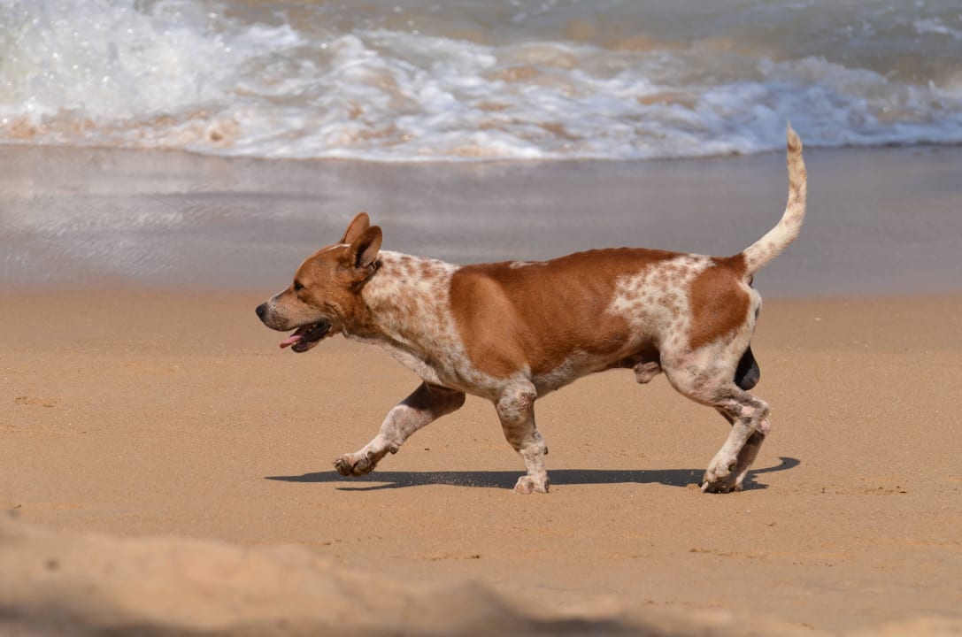 Strandhund vor dem Moracea Moracea by Khao Lak Resort